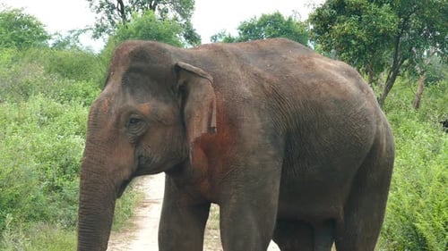 Primer plano de elefante indio salvaje