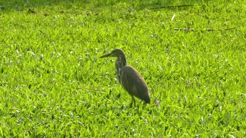 Indian Pond Heron (Ardeola Grayii) On Meadow