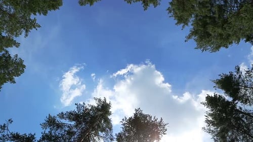 Wolken zwischen Baumwipfeln