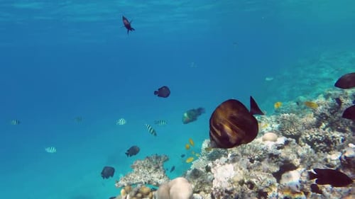 Many Fish Swim Among Corals In The Red Sea - Egypt 4