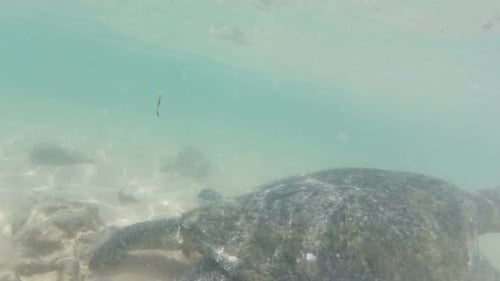 Große Meeresschildkröte unter Wasser 3