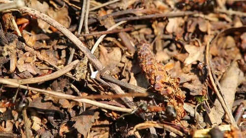 Ants Crawling On Anthill In The Woods - Macro Shot