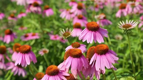 Bienen sammeln Nektar aus den Blüten von Echinacea Purpurea