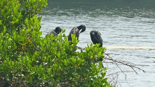 Große Kormorane (Phalacrocorax Lucinus) über Wasser auf einem Baum, der seine Flügel ausbreitet
