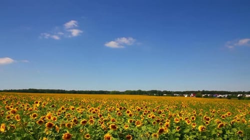 Sunflowers Field Under Blue Sky Clouds
