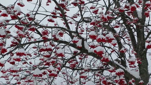 Branches rouges Ash-Berry sous la neige en hiver 1