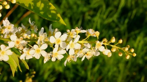 Branch with White Flowers Blooming in Springtime