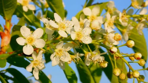 Delicate White Blossoms in Springtime Bloom
