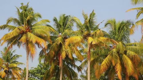 Tropical Palm Trees Swaying in the Wind