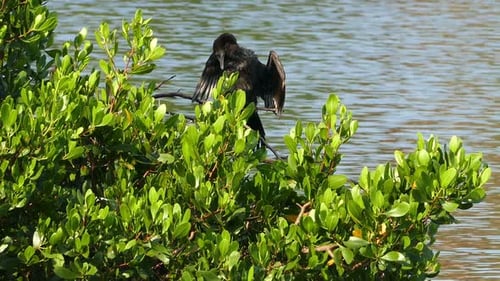 Großer Kormoran (Phalacrocorax Lucinus) über Wasser auf einem Baum, der seine Flügel ausbreitet 3