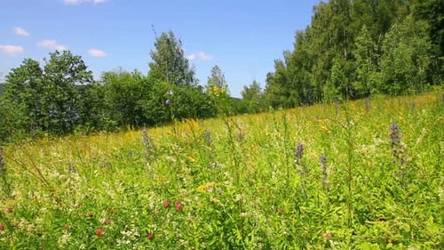 Landscape Summer Meadow And Butterflies 2