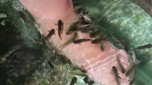 Peeling durch Fische - Exotische Spa-Behandlung 1