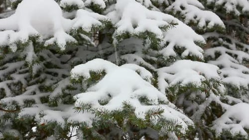 Snow Covered Evergreen Tree Branches in Winter