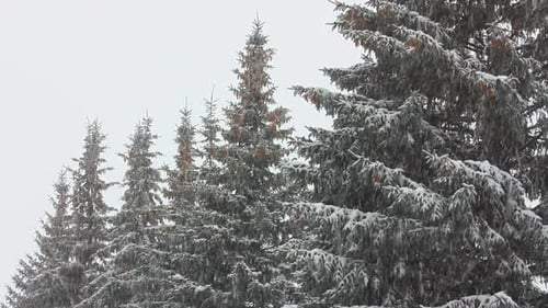 Snow Falling Gently on Evergreen Trees in Winter