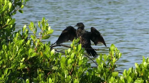 Großer Kormoran (Phalacrocorax Lucinus) über Wasser auf einem Baum, der seine Flügel ausbreitet 2