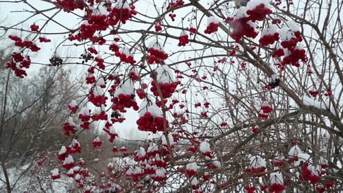 Branches rouges de boule de neige sous la neige à l'hiver 3