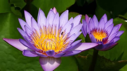 Vibrant Water Lilies with Insect in Natural Setting