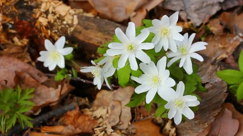Snowdrop Flowers In Forest