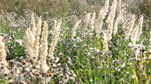 Idyllic Rural Landscape with Grass and Weeds