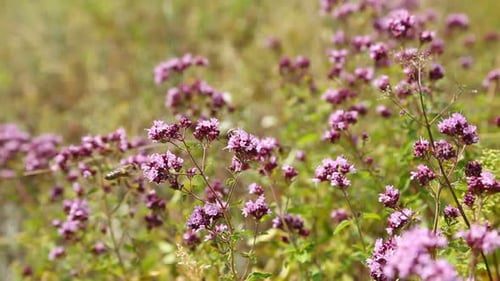 Oregano Flowers And Bee Closeup (Origanum Vulgare)