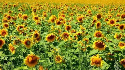 Sunflowers Field