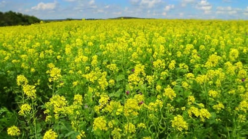 Ein Spaziergang durch das blühende Rapsfeld 1