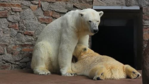 Polar Bear Mother with her Adorable Cub