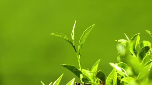 Tea Plants In Sri Lanka