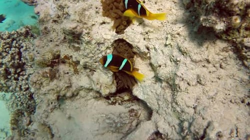 Schutzräume für Clownfische und Anemonen auf einem tropischen Korallenriff im Roten Meer 1