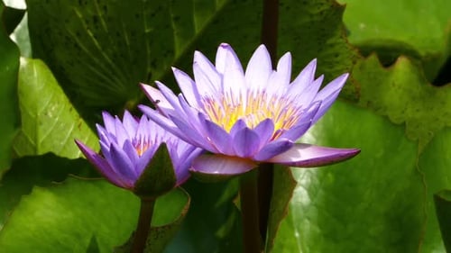 Two Vibrant Water Lilies in a Tranquil Pond