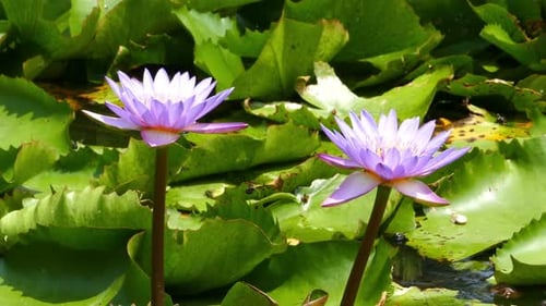 Lotus Flowers On Lake