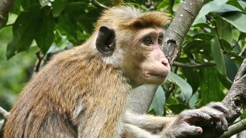Monkey Macaque Sitting On Tree In Sri Lanka 2