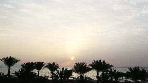 Beautiful Landscape Palms And Sunrise Over Sea -