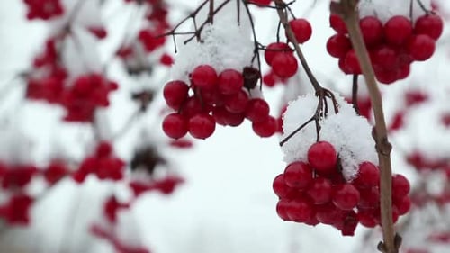 Red Berries Covered in Snow on Winter Day