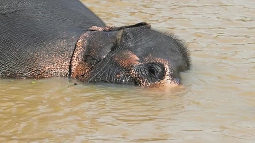 Elephant Is Lying And Dives Into The River In Sri Lanka 1