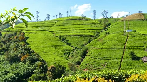 Berg-Teeplantage in Sri Lanka 2