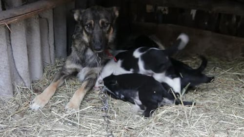 Welpen saugen Milch von einer Mutter Hund 1
