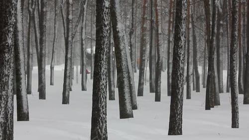 Snowfall In Winter Forest 3