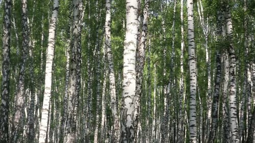 Summer Birch Forest In Russia 2