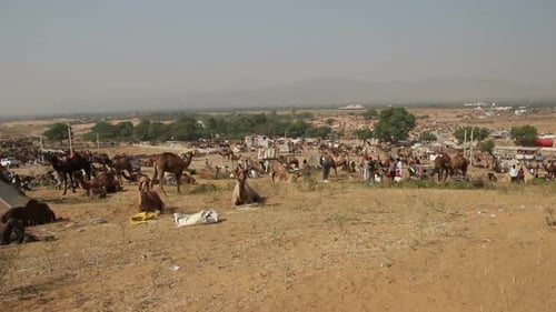 Camels During Pushkar Camel Fair 2