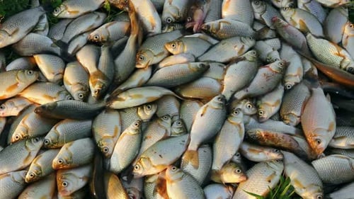 Catching Crucian Fish Lying On Grass