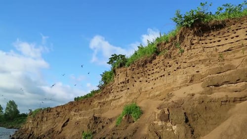 Colony Of Swallows On Steep Bank Of River 1