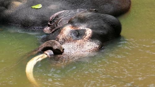 Elephant Is Lying In River In Sri Lanka 3