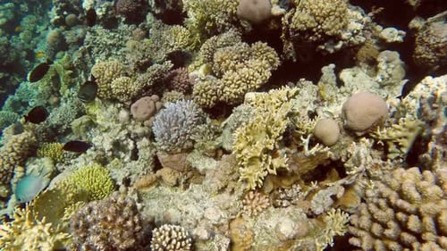 Fish Swim Among Corals In The Red Sea - Egypt 6