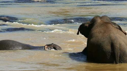 Elephants Family Is Bathing In The River In Sri Lanka