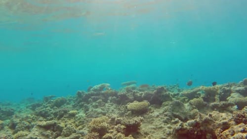 Fish Swim Among Corals In The Red Sea - Egypt 4
