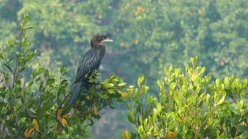 Great Cormorant (Phalacrocorax Lucinus) Above Water On Tree Spreading Its Wings 4