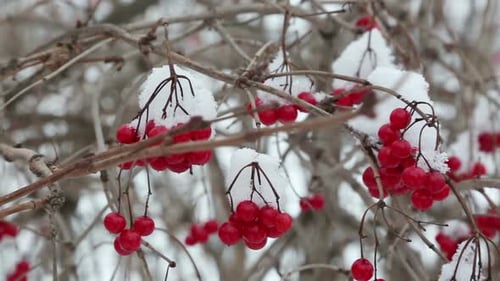Branches rouges de boule de neige sous la neige à l'hiver 2