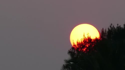 Large Sun Sets Behind A Tree Branch - Telephoto 1