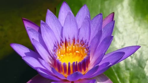 Purple Lotus Flower Close-Up in Tropical Sunlight